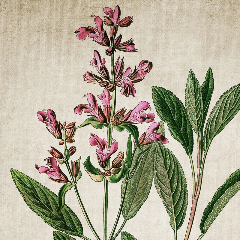 Organic Sage Essential Oil: A Brief History & Benefits